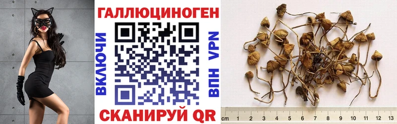 Псилоцибиновые грибы Psilocybine cubensis  omg tor  Тосно 
